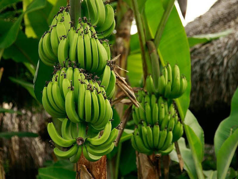 湄公河山林小屋 丐县 外观 照片